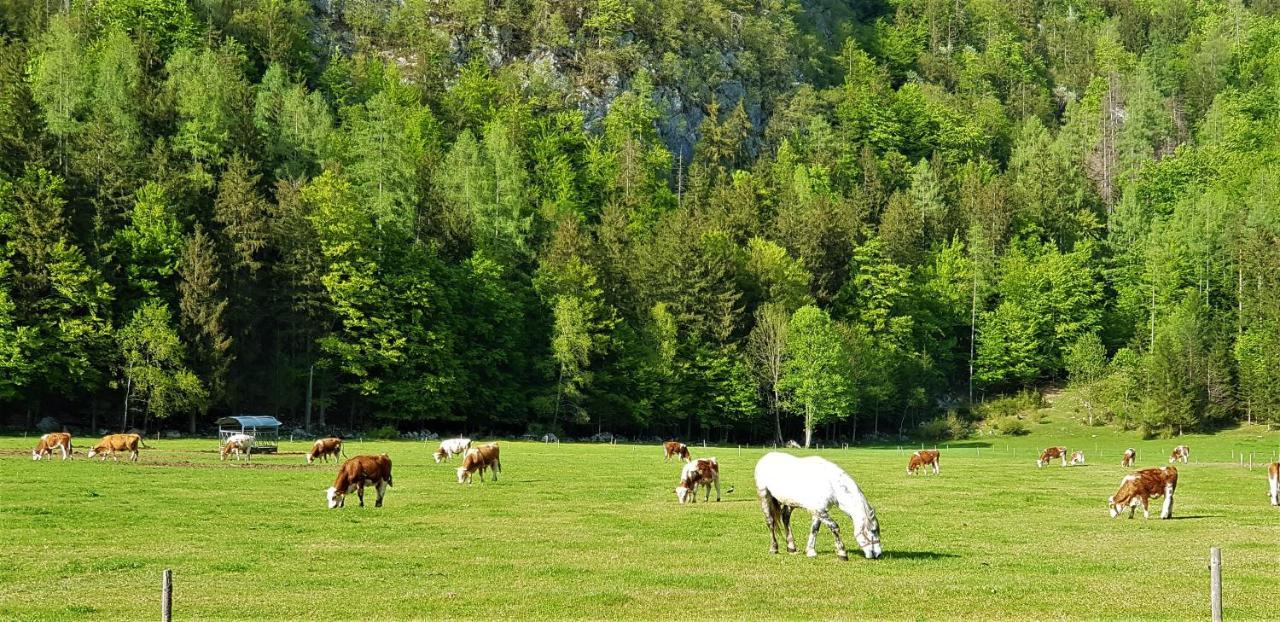7 Lakes Apartment Bohinj Buitenkant foto